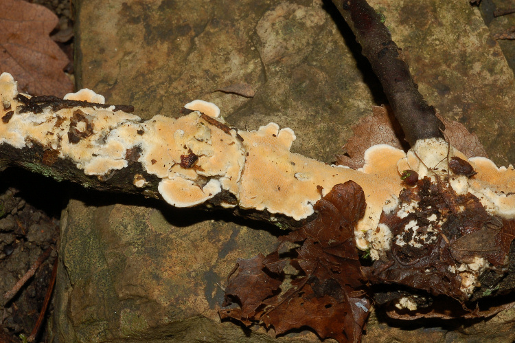 Aphyllophorales a Mondeggi